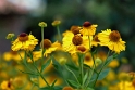 Blume_DDC2782 als Smartobjekt-1 Kopie